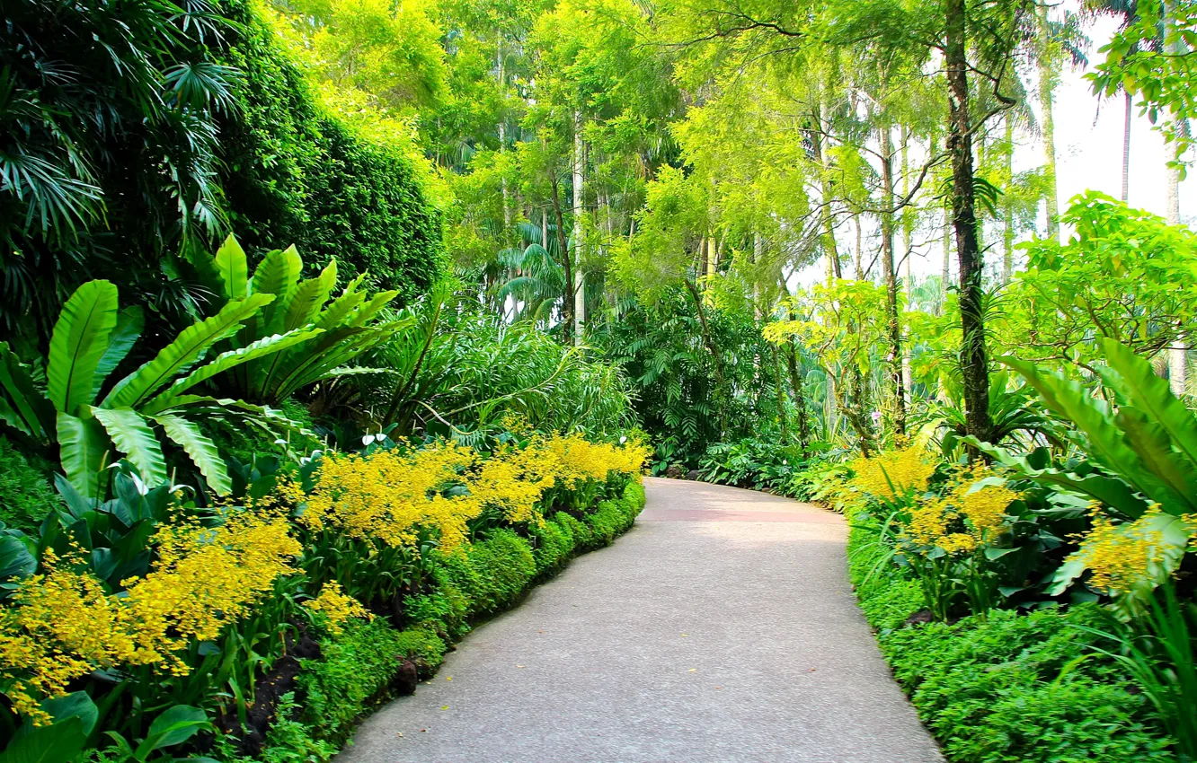 Фото обои зелень, деревья, сад, дорожка, Сингапур, аллея, кусты, Botanic Gardens