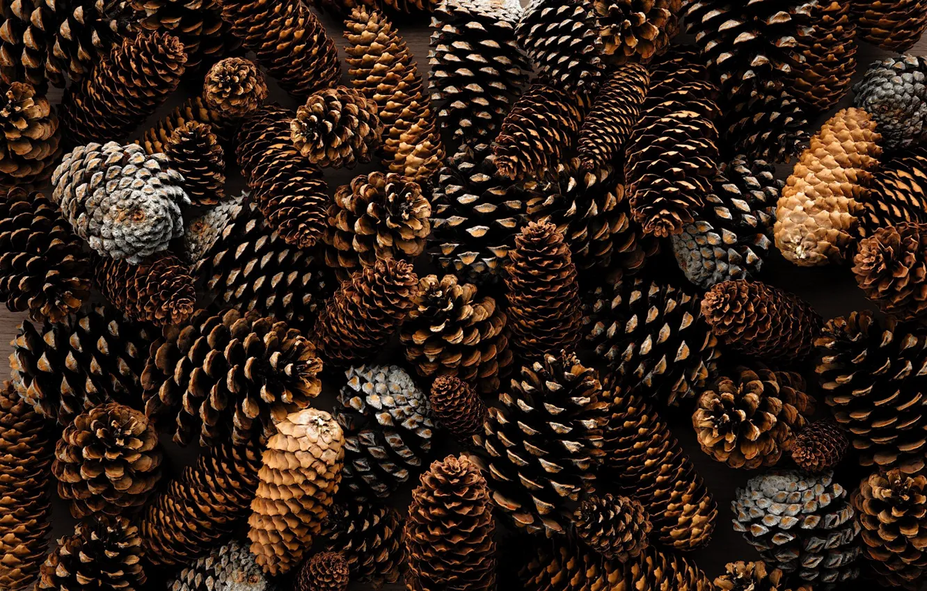 Фото обои Шишки, Textures & Materials, by Thijs van Velsen, Сосновые Шишки, Pine cones, Thijs van Velsen