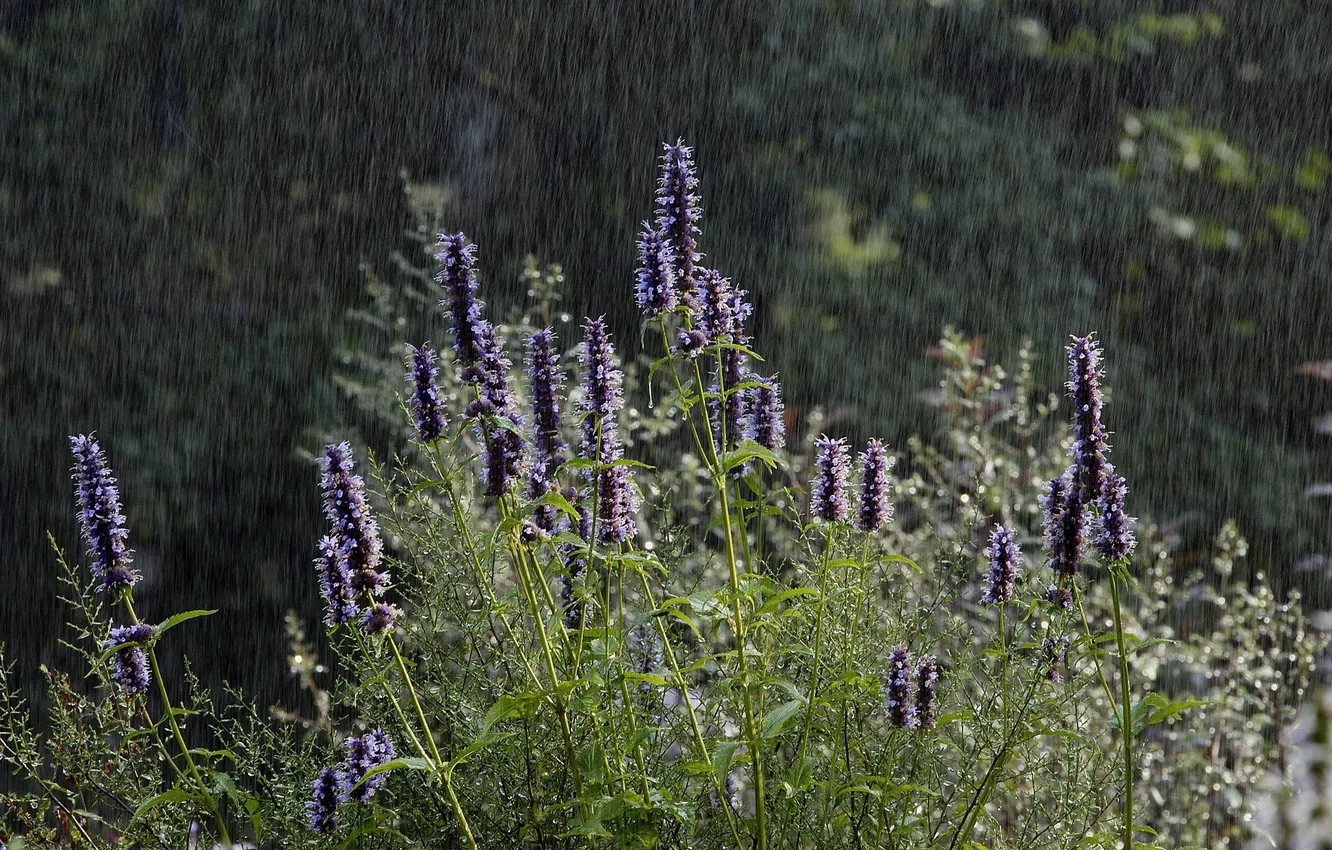 Фото обои лето, цветы, дождь