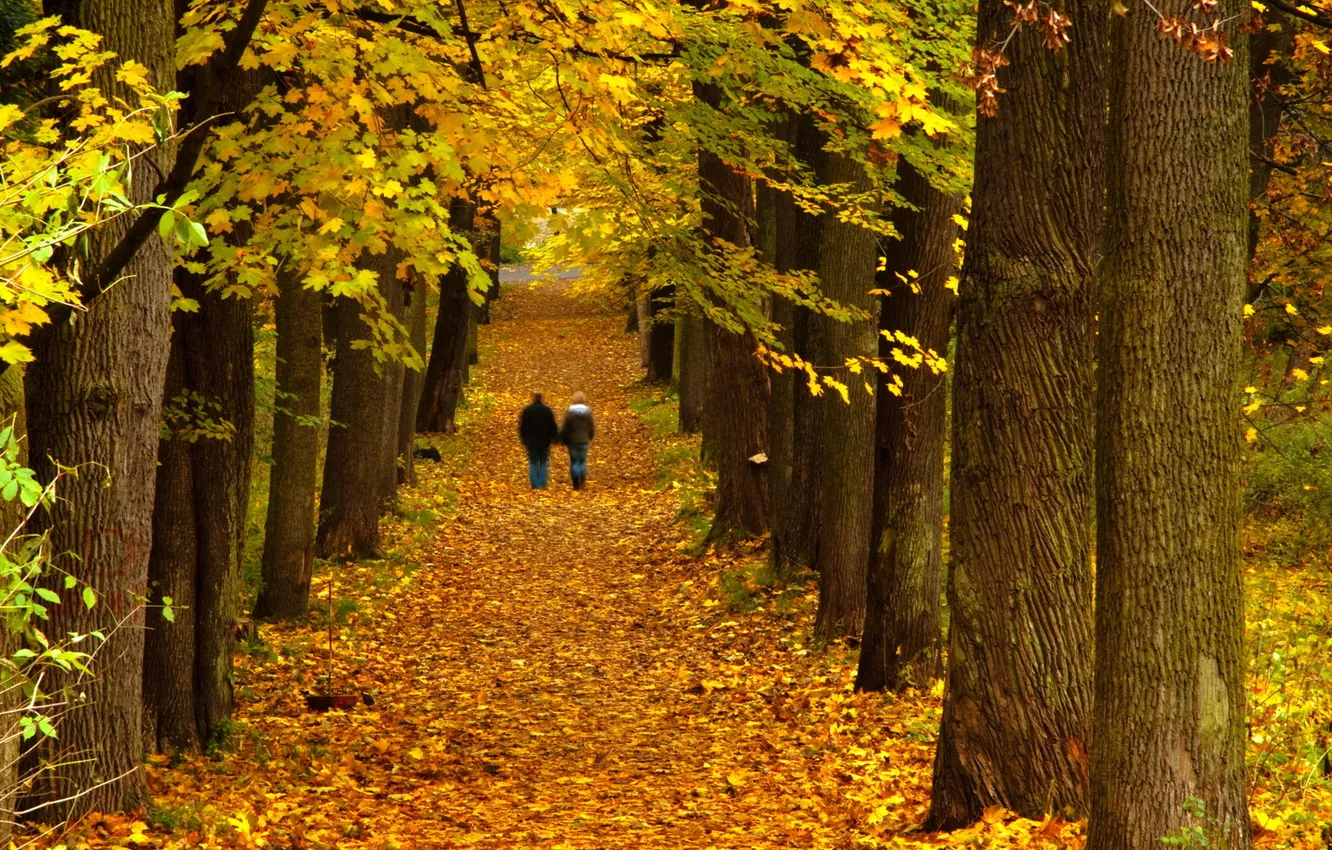 Фото обои осень, деревья, пейзаж, парк, прогулка