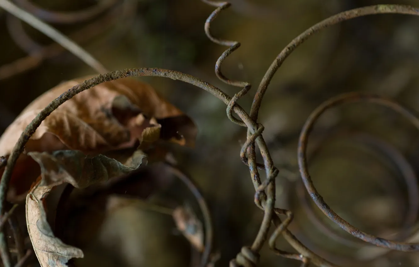 Фото обои листья, природа, спираль, сухие, лоза, паутинка