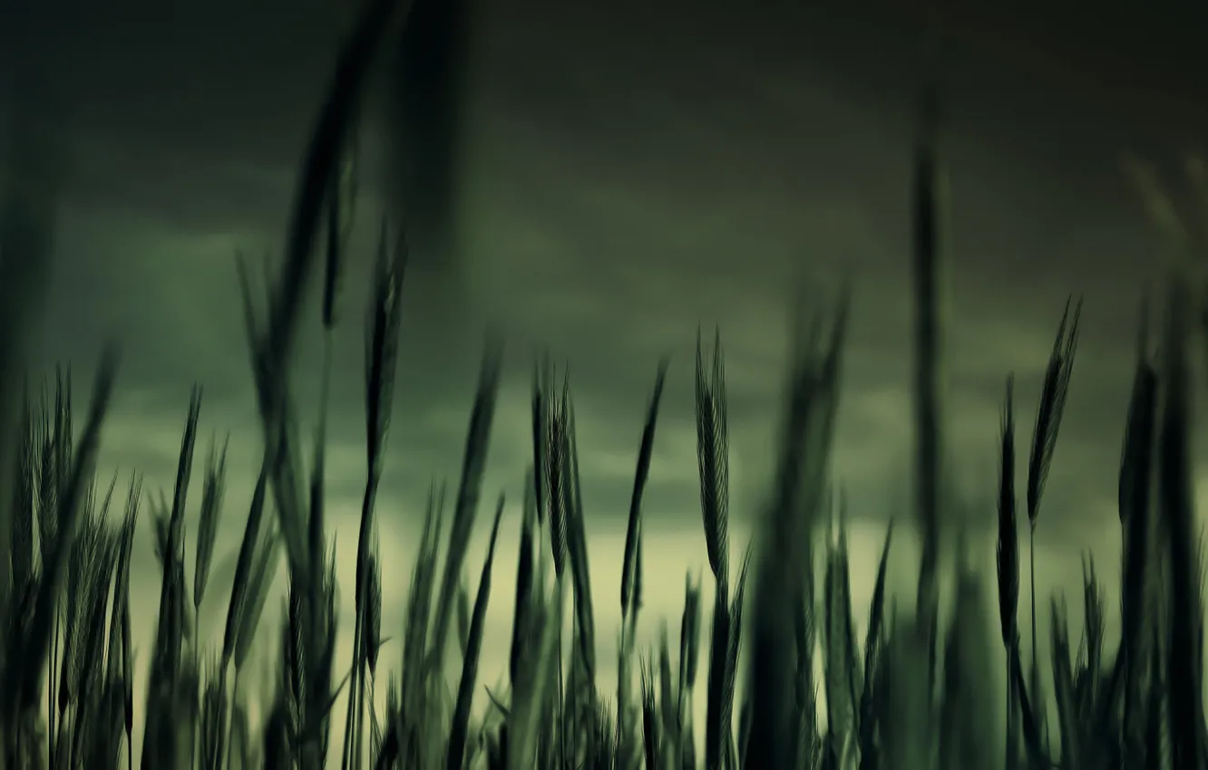 Фото обои трава, макро, сумрак