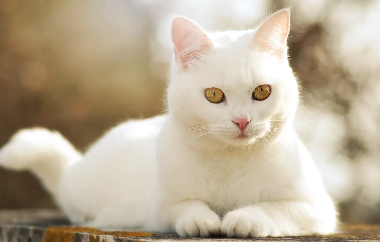 Фото обои кошка, белый, кот, белая
