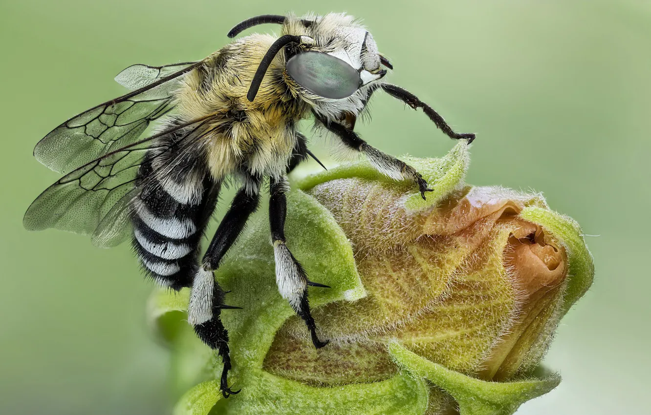 Фото обои макро, пчела, бутон, насекомое