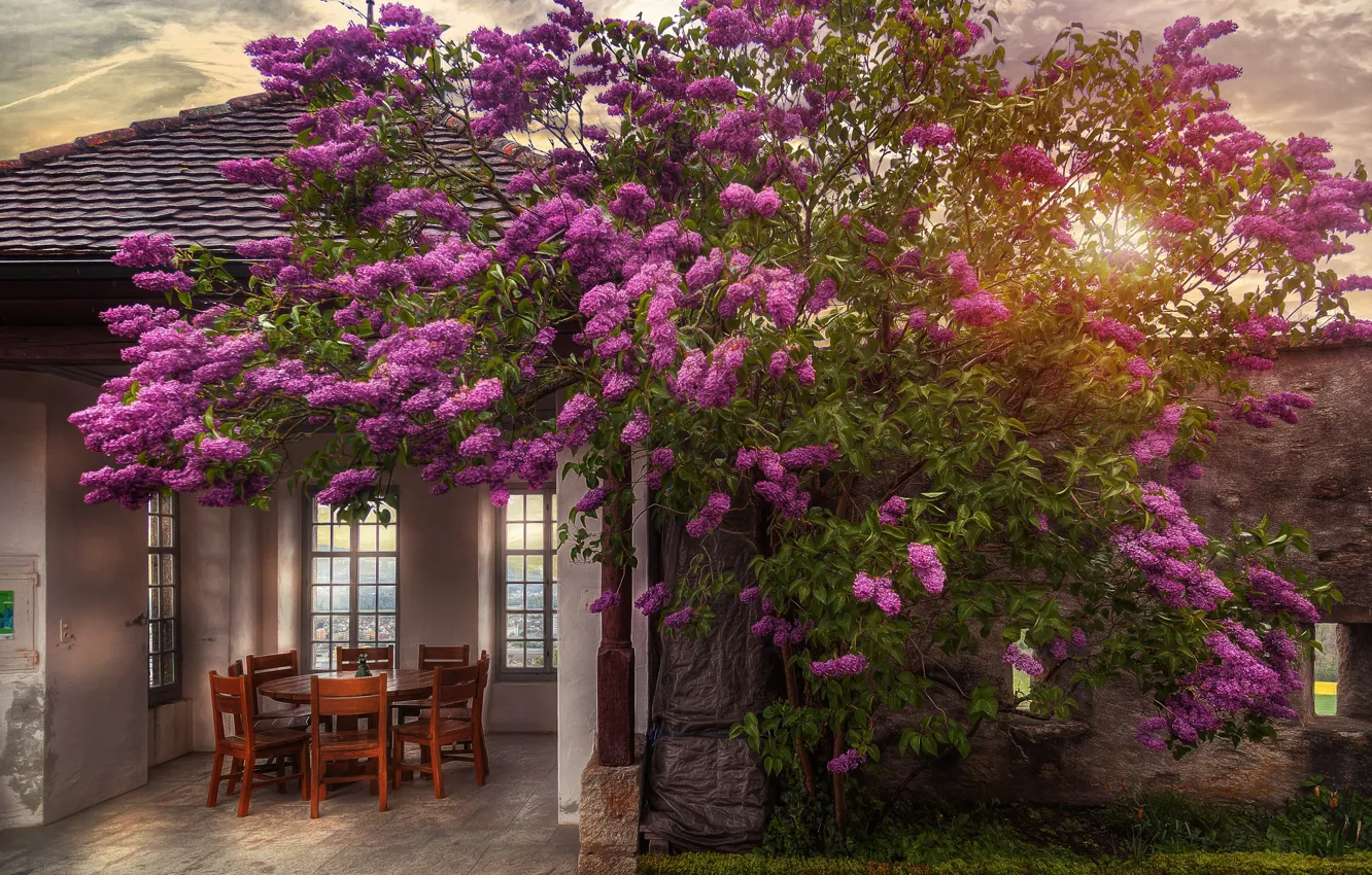 Фото обои цветы, стол, дерево, стулья, обработка, беседка, castle garden
