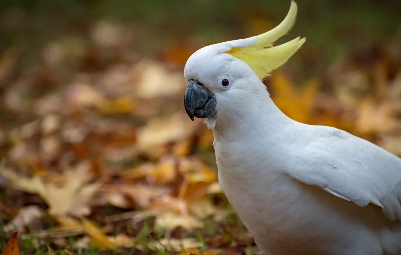 Фото обои осень, попугай, хохолок, Fleur Walton, белый попугай