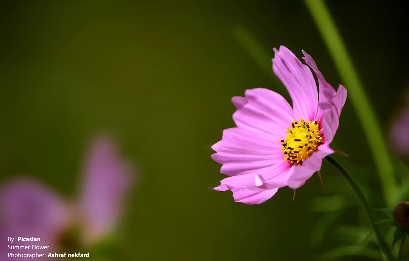 Фото обои flower, pink, macro, focus, summer flower, purple, blurred, picasian