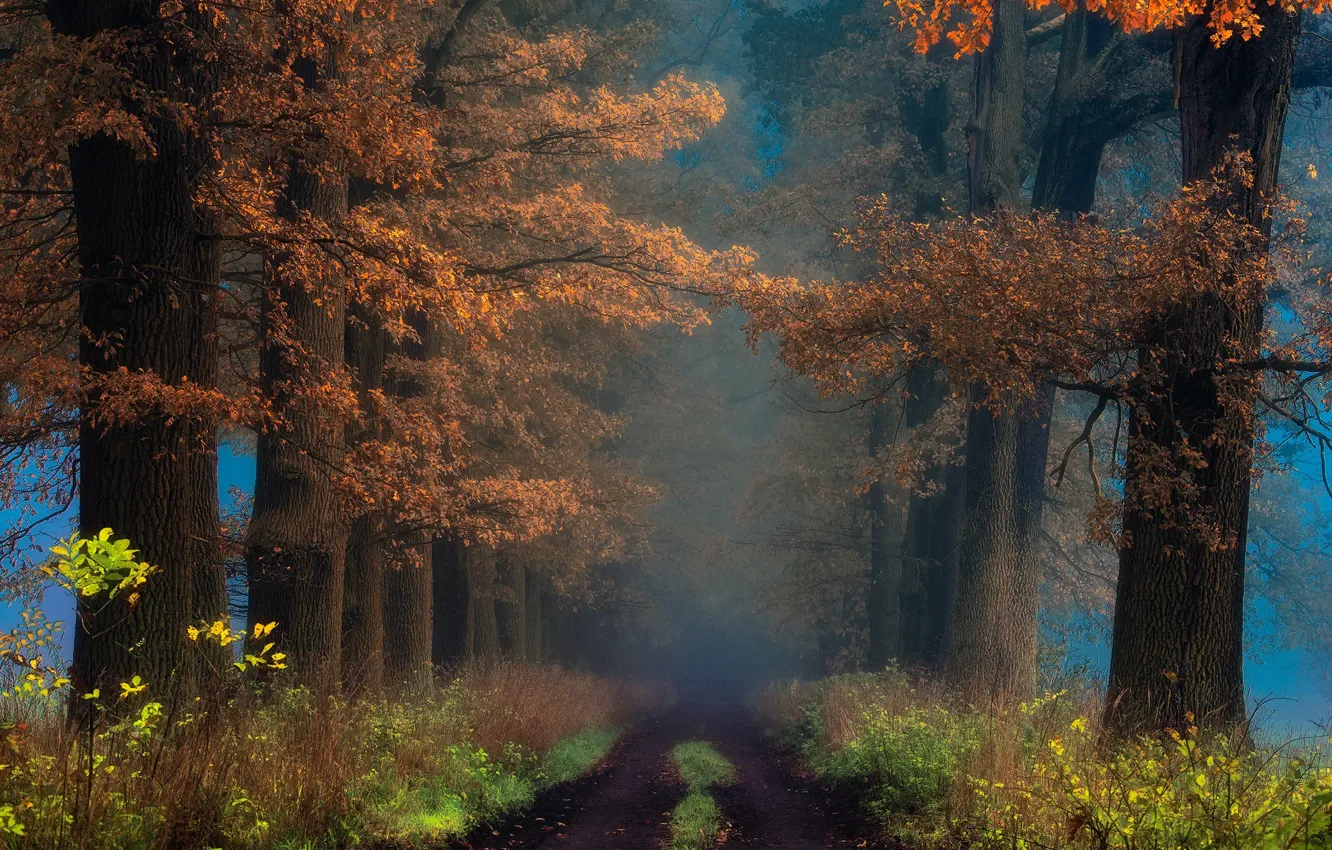 Фото обои Janek Sedlar, осенний парк, дорога в даль