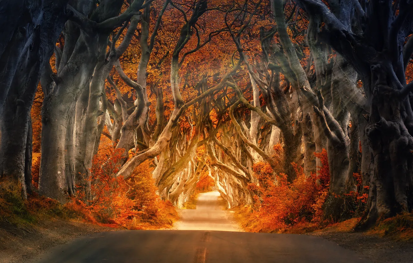 Фото обои Природа, Дорога, Осень, Деревья, Лес, Свет, Путь, Лучи