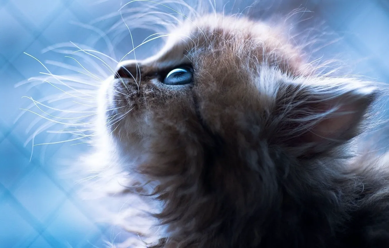 Фото обои cat, blue eyes, Kitten, animal, sweet, blue background, portrait, mustache