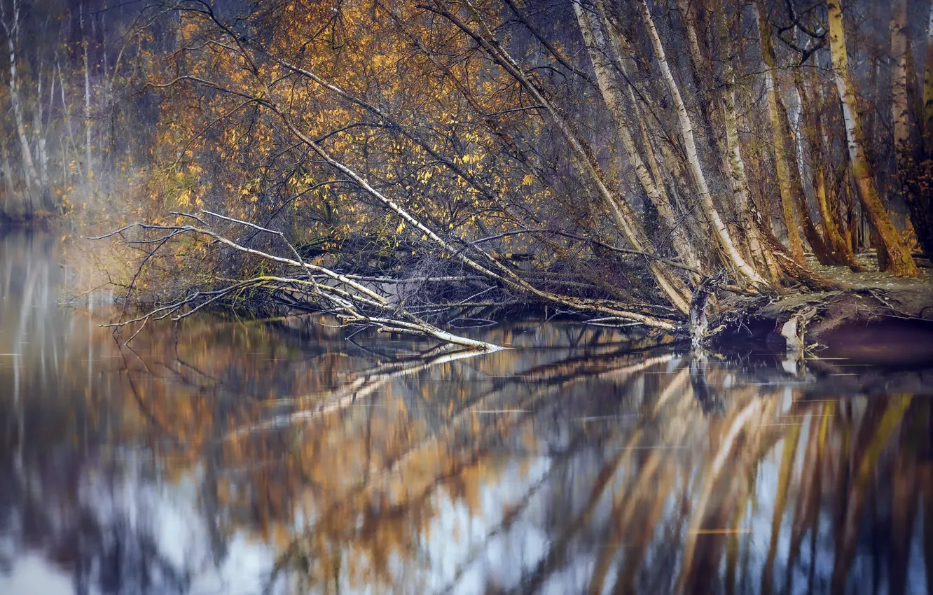 Фото обои осень, лес, озеро