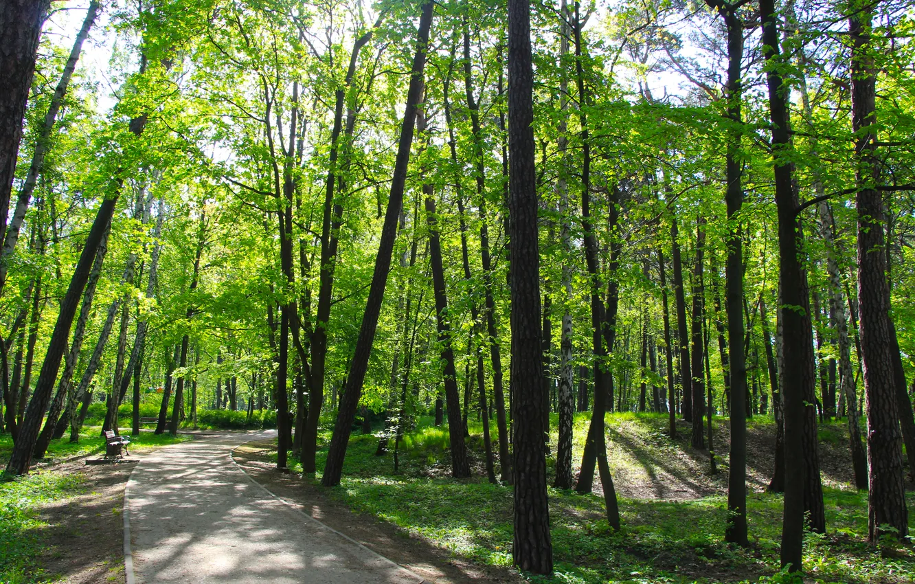 Фото обои park, spring, alley