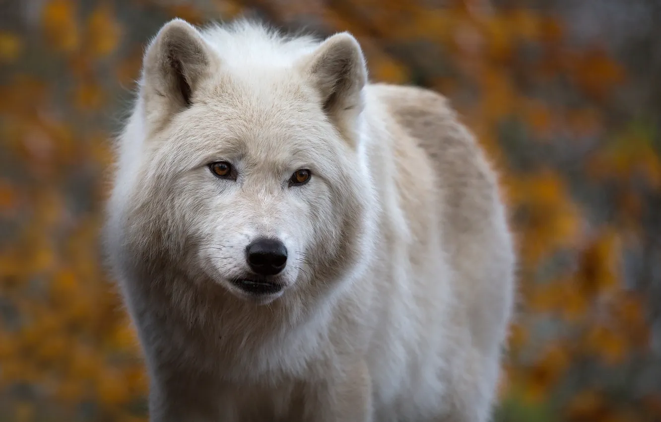 Фото обои взгляд, морда, фон, волк, хищник, Арктический волк