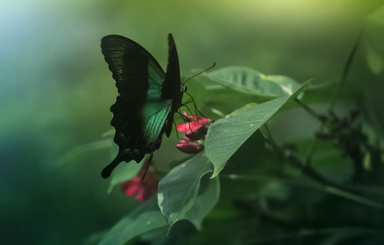 Фото обои бабочка, крылья, насекомое, зеленая