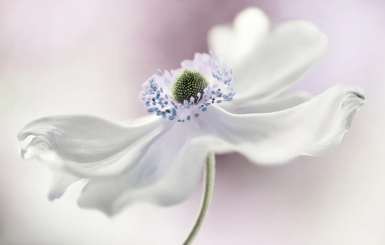 Фото обои белый, цветок, анемона