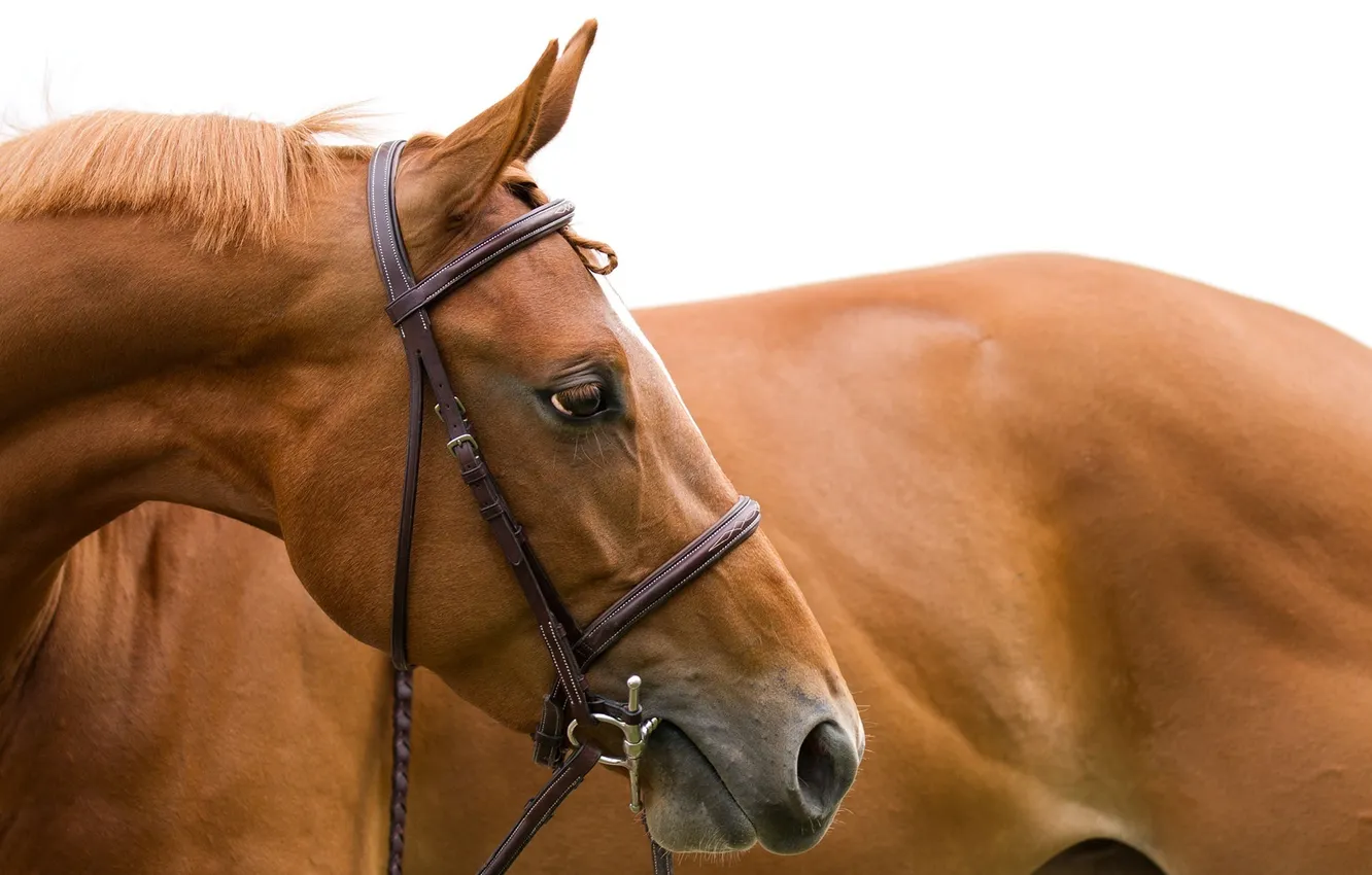 Фото обои морда, конь, лошадь, голова, грива, профиль, уздечка