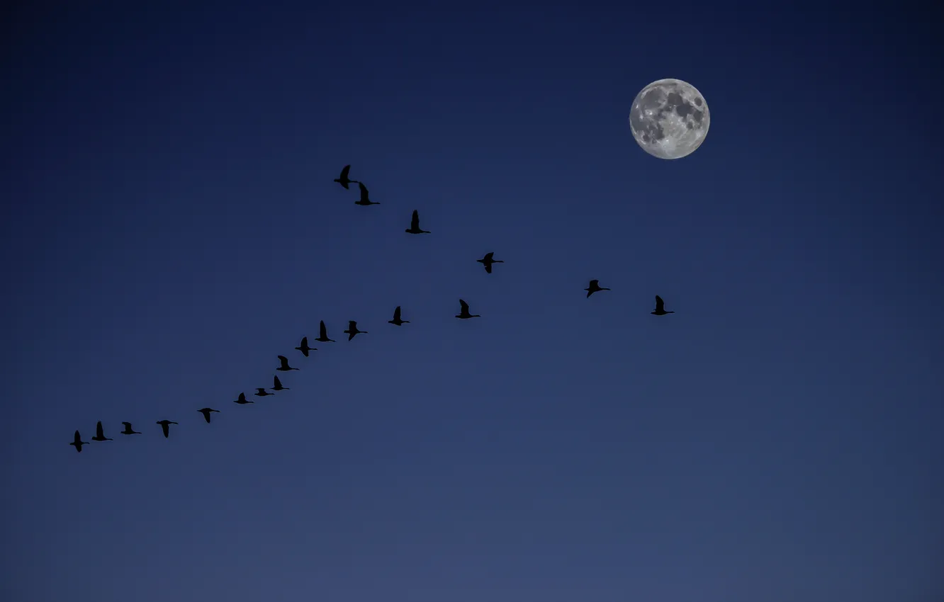 Фото обои небо, луна, утки