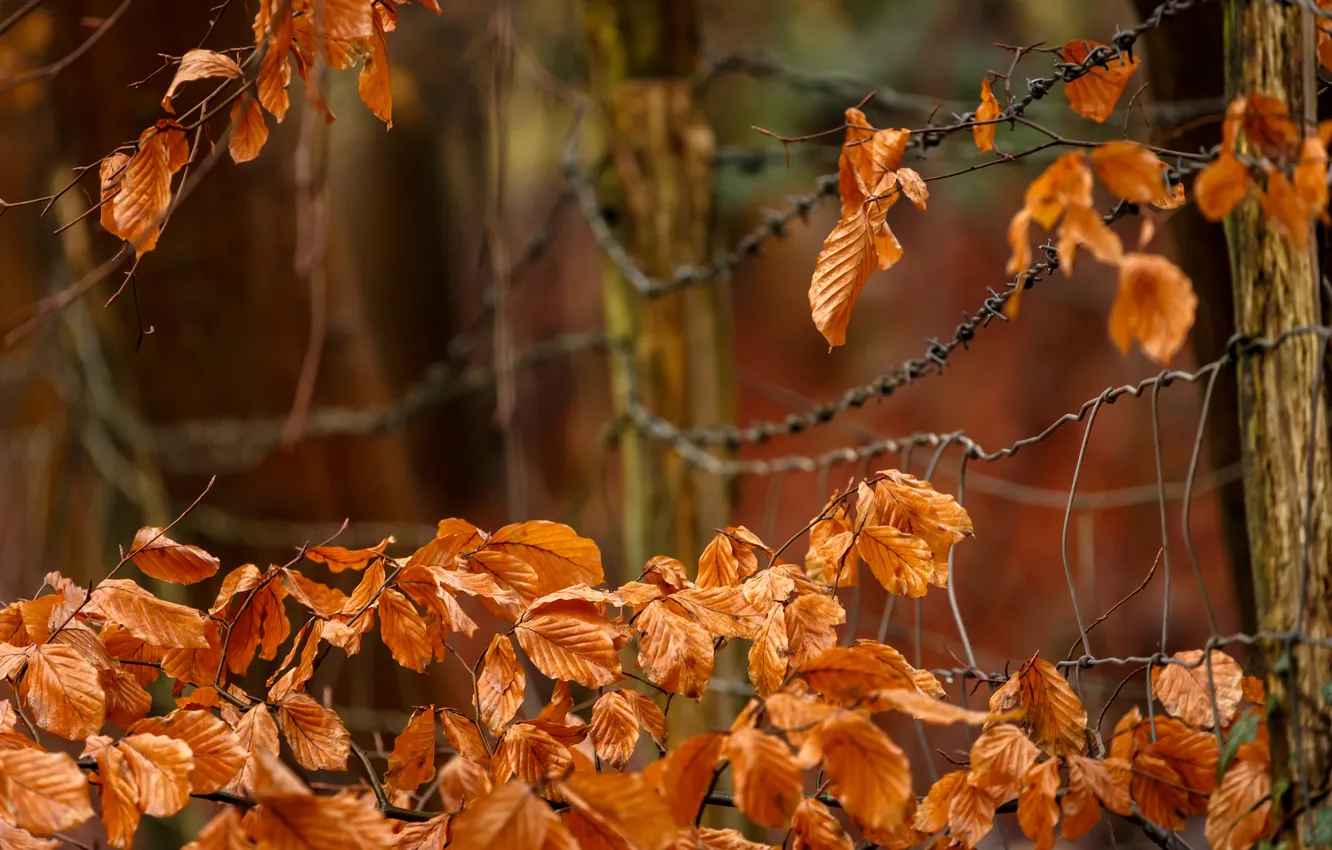 Фото обои осень, листья, забор