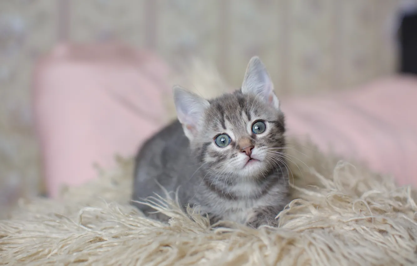 Фото обои кошка, взгляд, котенок, серый, ворс, мордочка, постель, милый