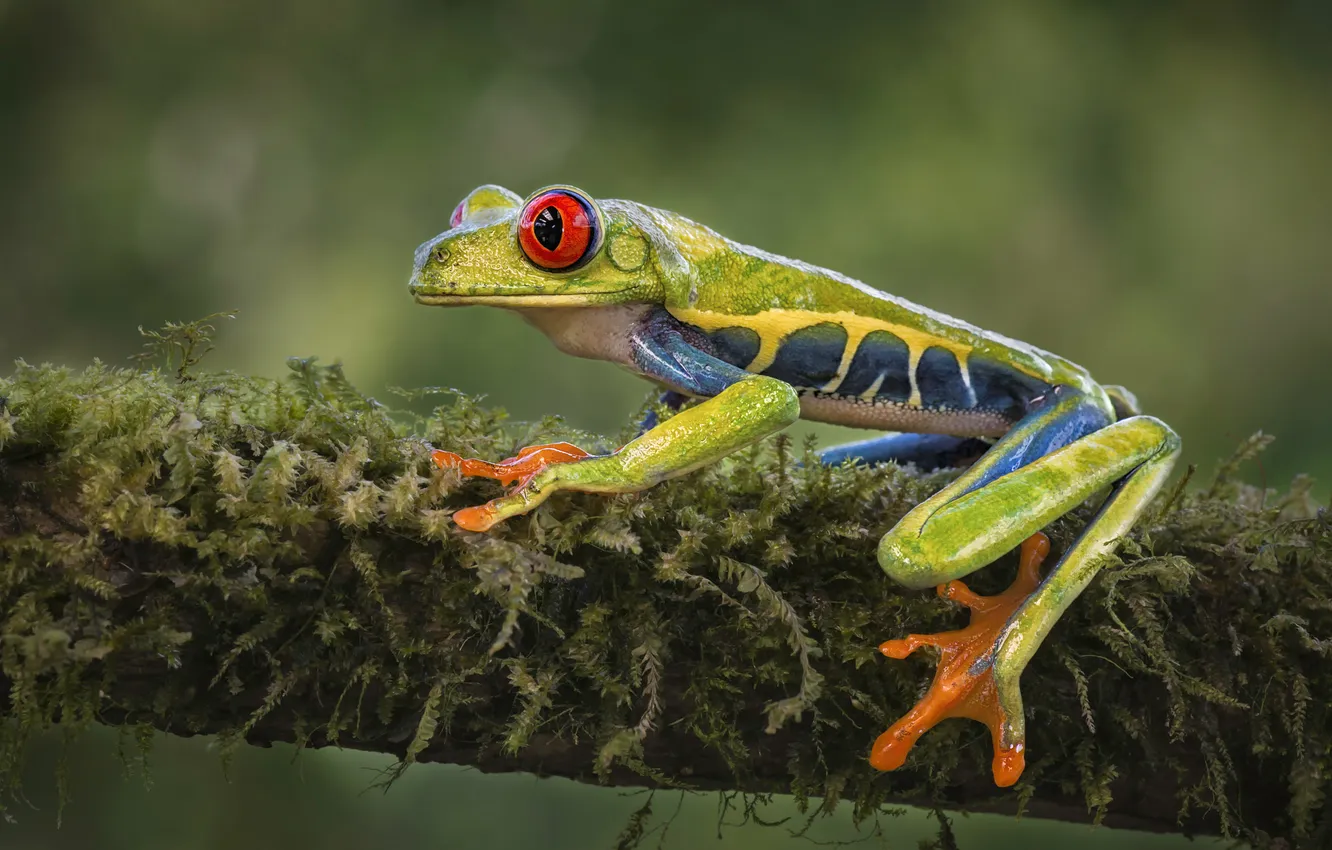 Фото обои ветки, мох, лягушка