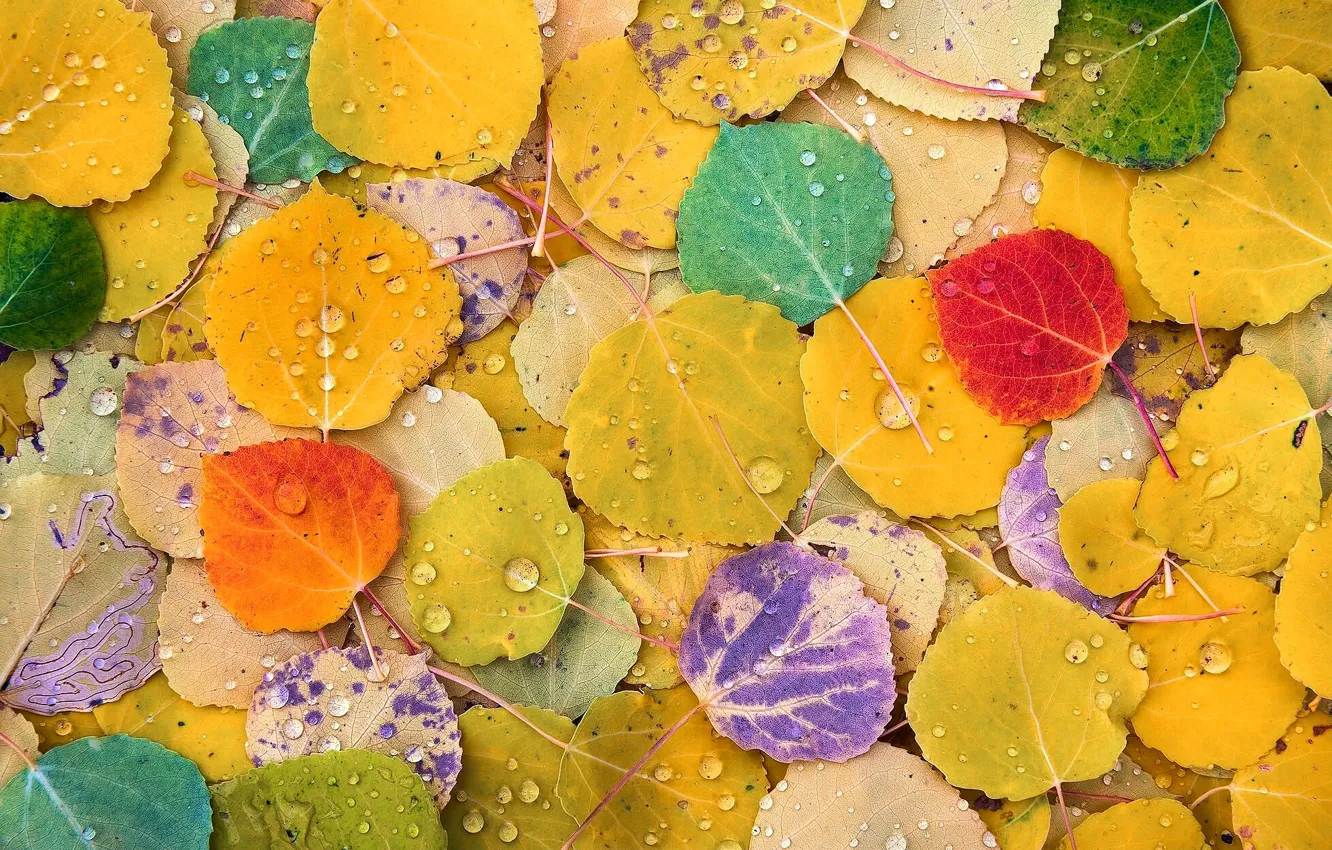 Фото обои осень, цвета, макро, листва, тополь