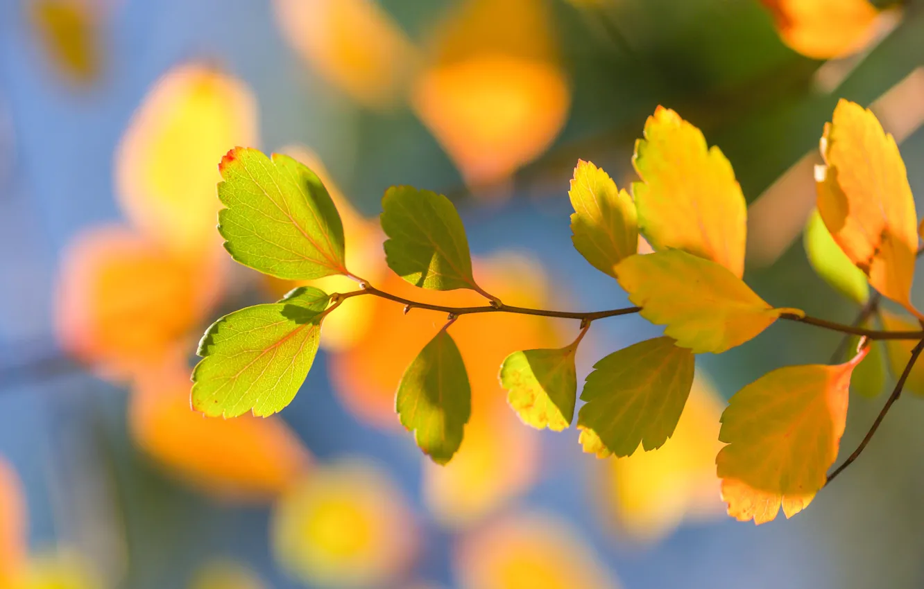 Фото обои осень, листья, макро, ветка, боке