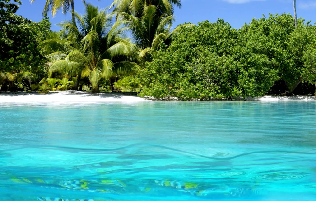 Фото обои вода, природа, пальмы, океан, берег