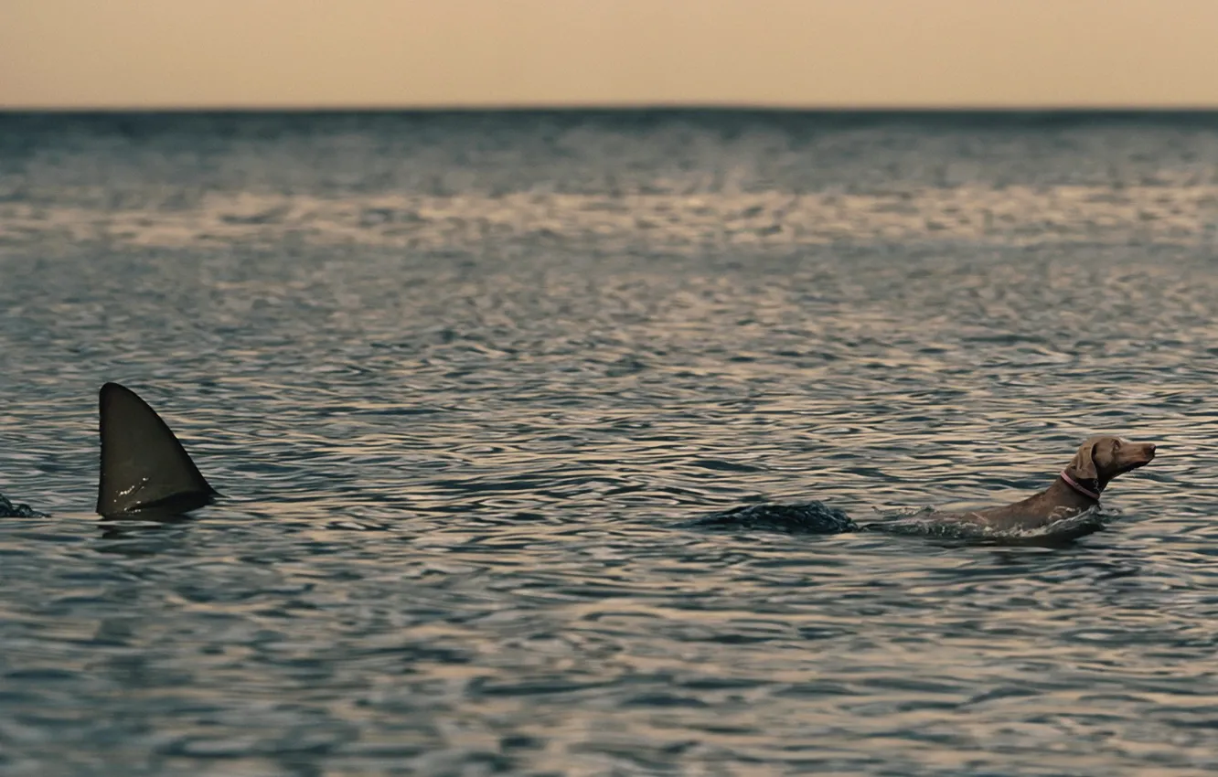Фото обои море, акула, Собака