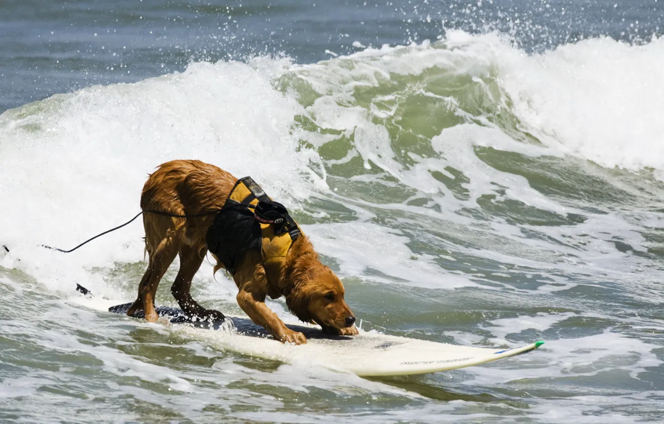 Фото обои море, спорт, собака, доска