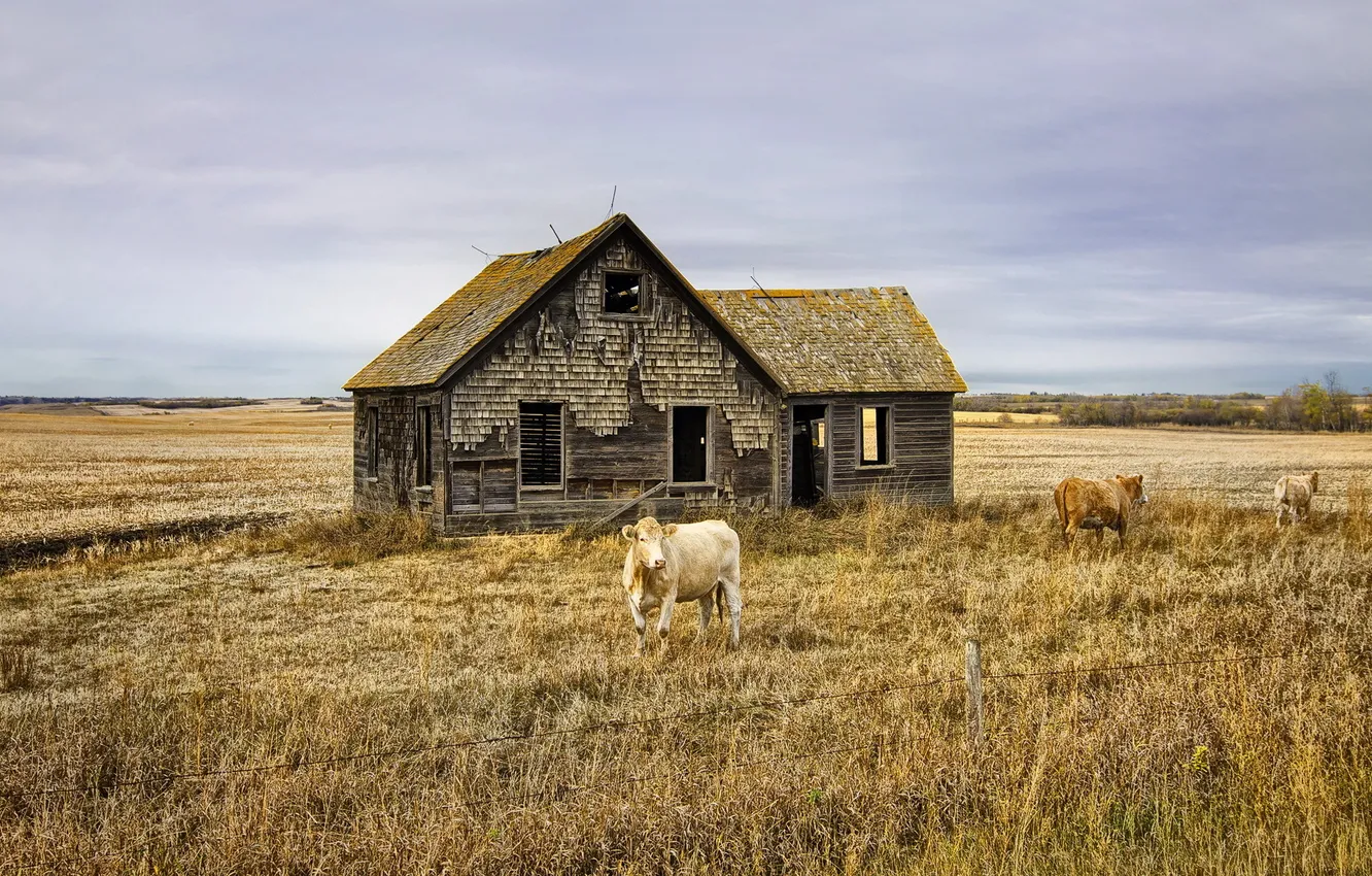 Фото обои поле, пейзаж, дом, скот