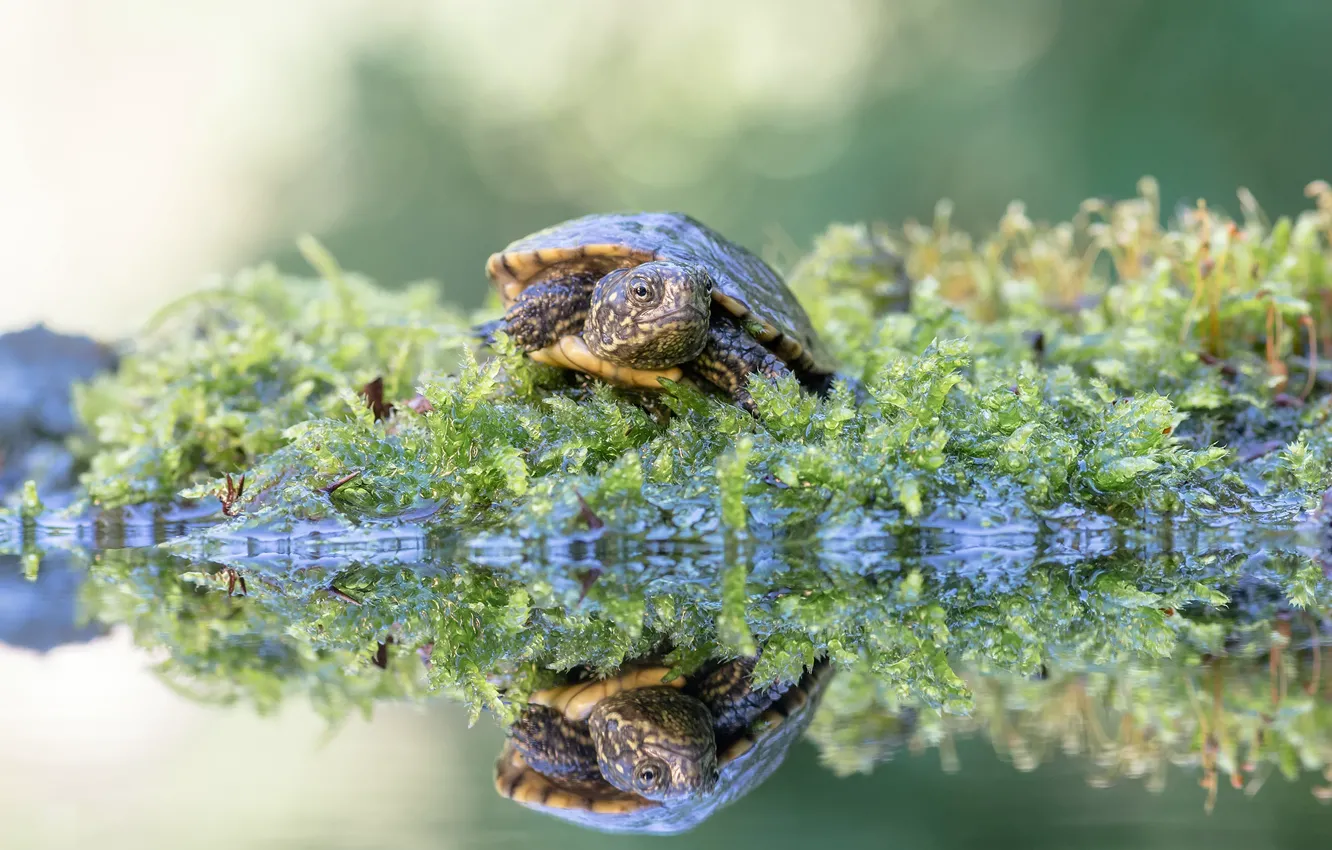 Фото обои взгляд, отражение, мох, черепаха, водоем, черепашка, водяная, боке
