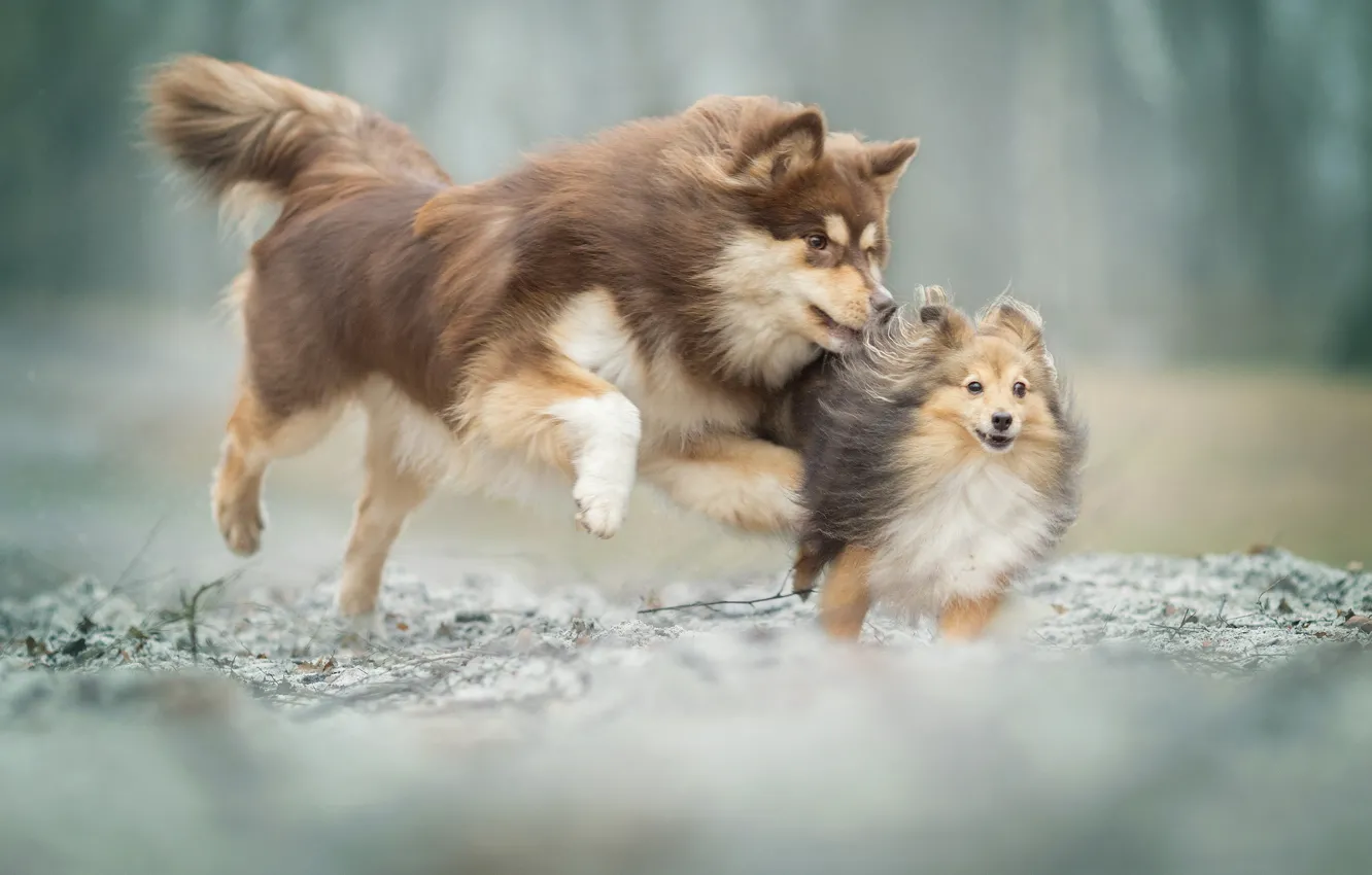 Фото обои игры, настроение, боке, две собаки, Шелти, Финский лаппхунд, догонялки, Шетландская овчарка