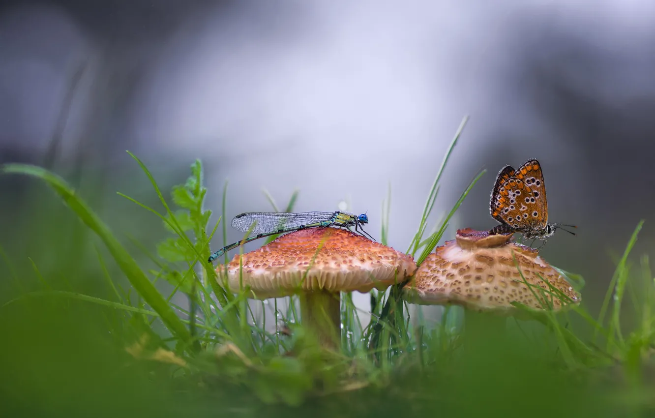 Фото обои бабочка, грибы, стрекоза, боке
