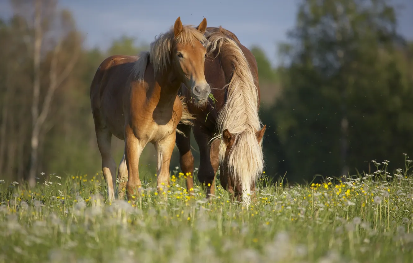 Фото обои лето, трава, природа, кони, компания