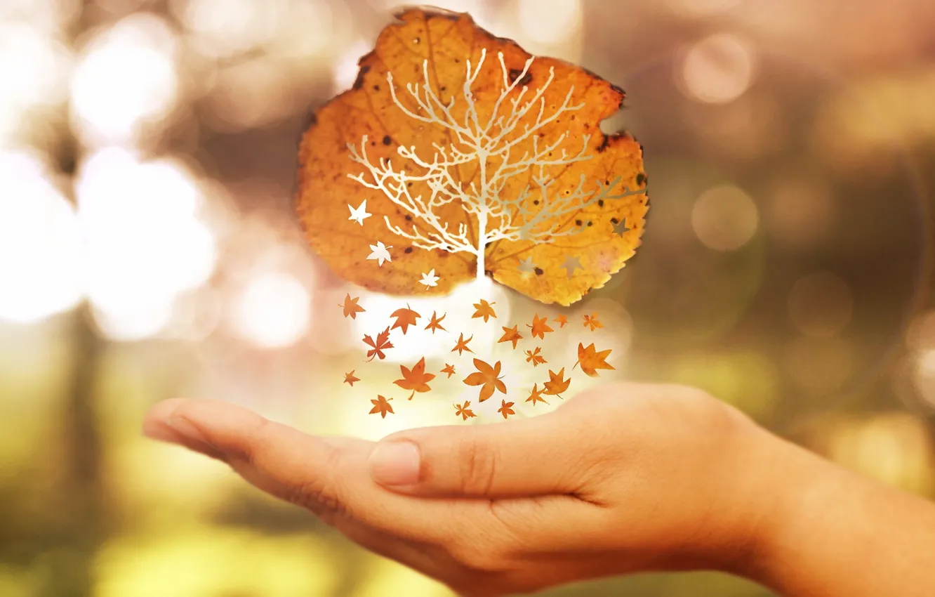 Фото обои осень, лист, рука