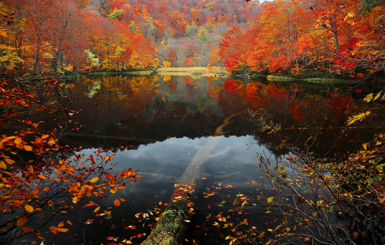 Фото обои осень, лес, листья, вода, деревья, озеро, склон, багрянец
