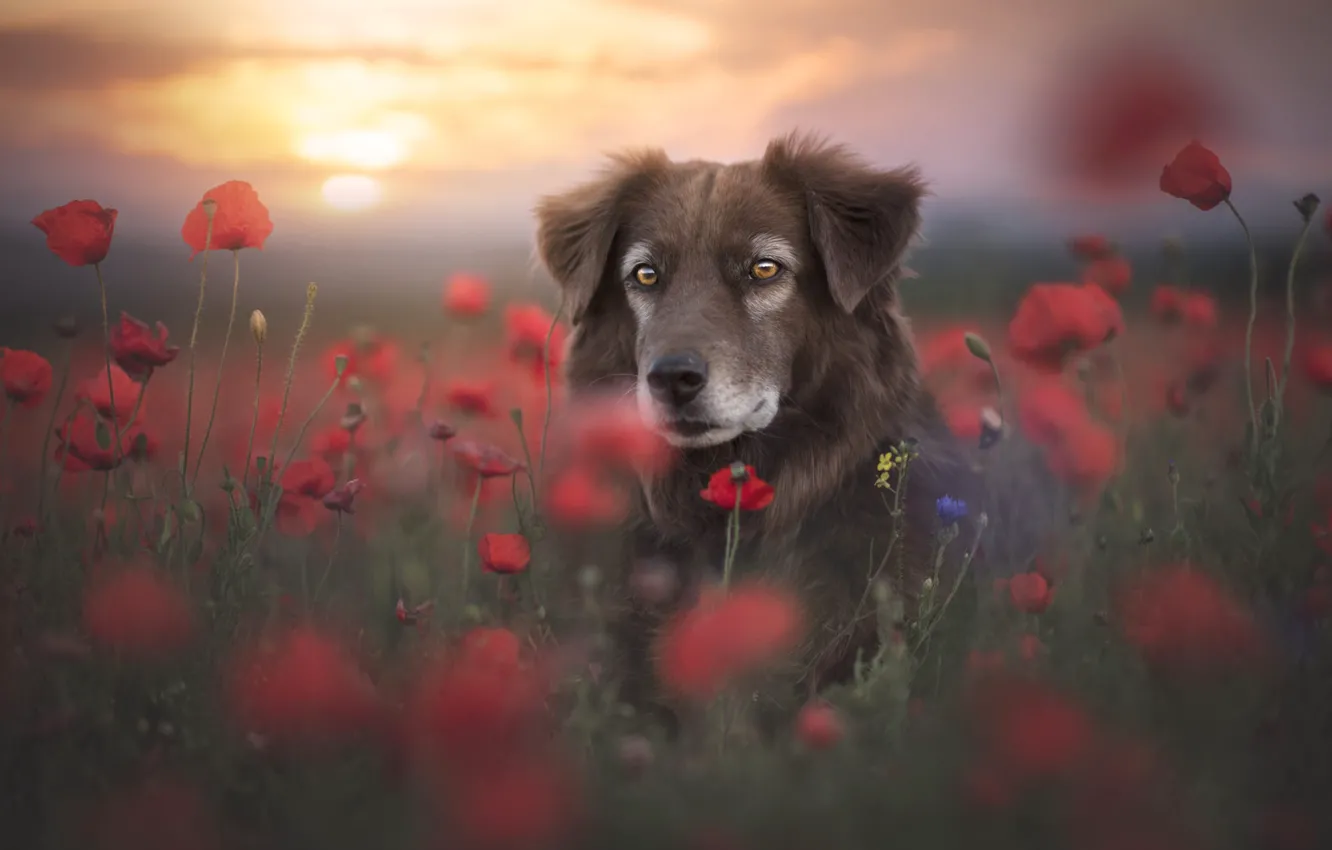Фото обои лето, взгляд, морда, закат, цветы, красный, туман, маки