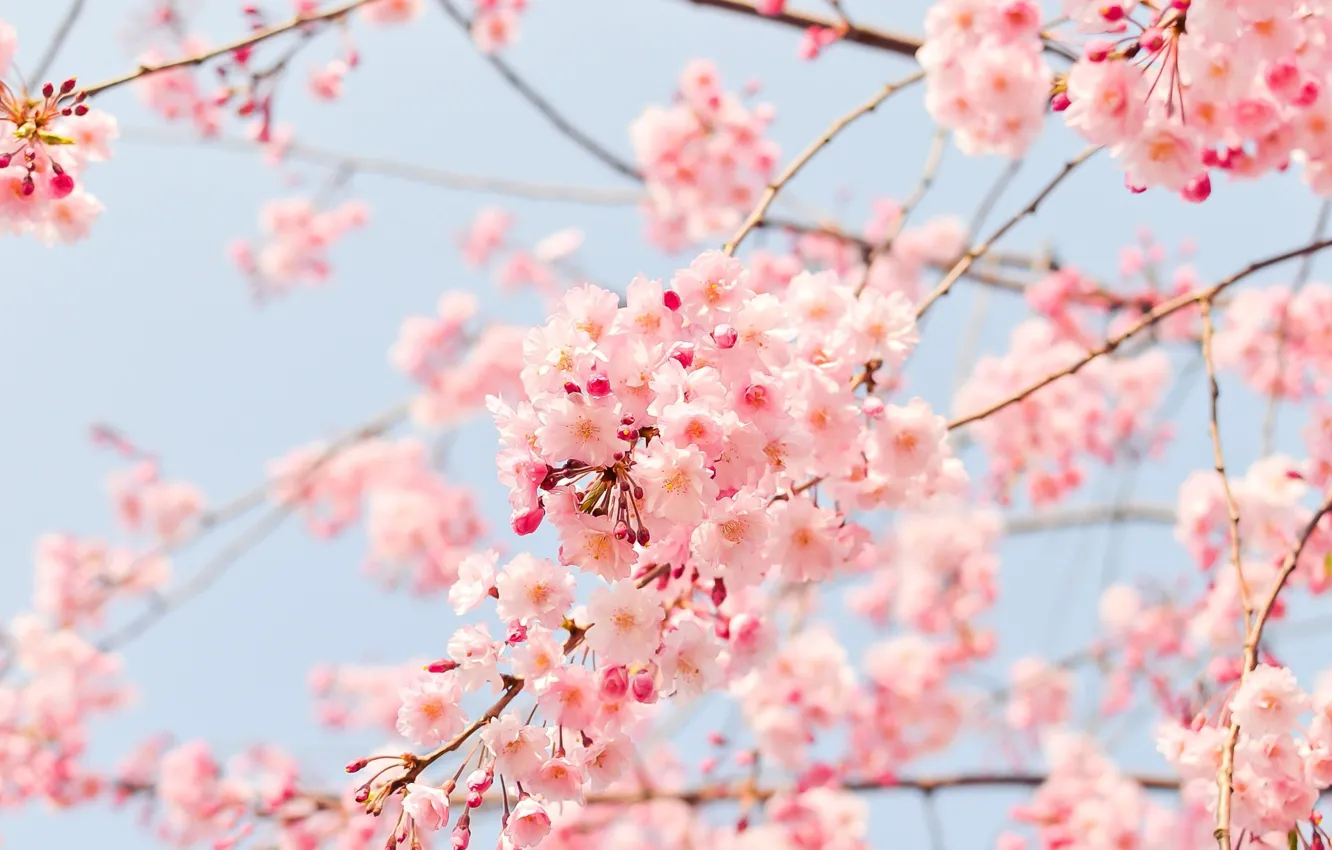 Фото обои свет, цветы, ветки, вишня, весна, сакура, нежные, розовые