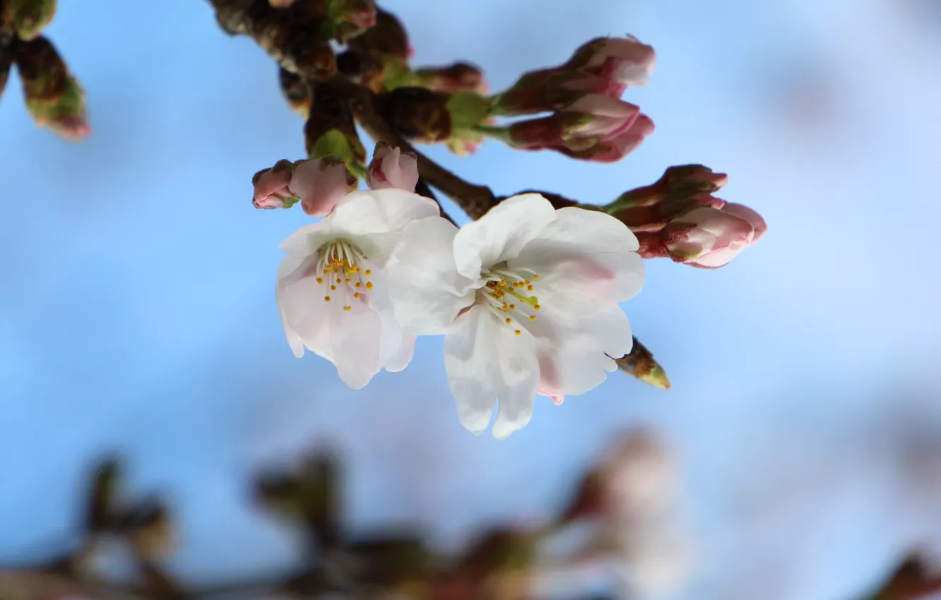 Фото обои макро, ветка, весна, сакура