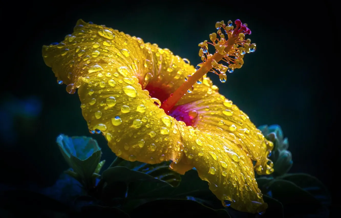 Фото обои цветок, макро, желтый, роса, гибискус