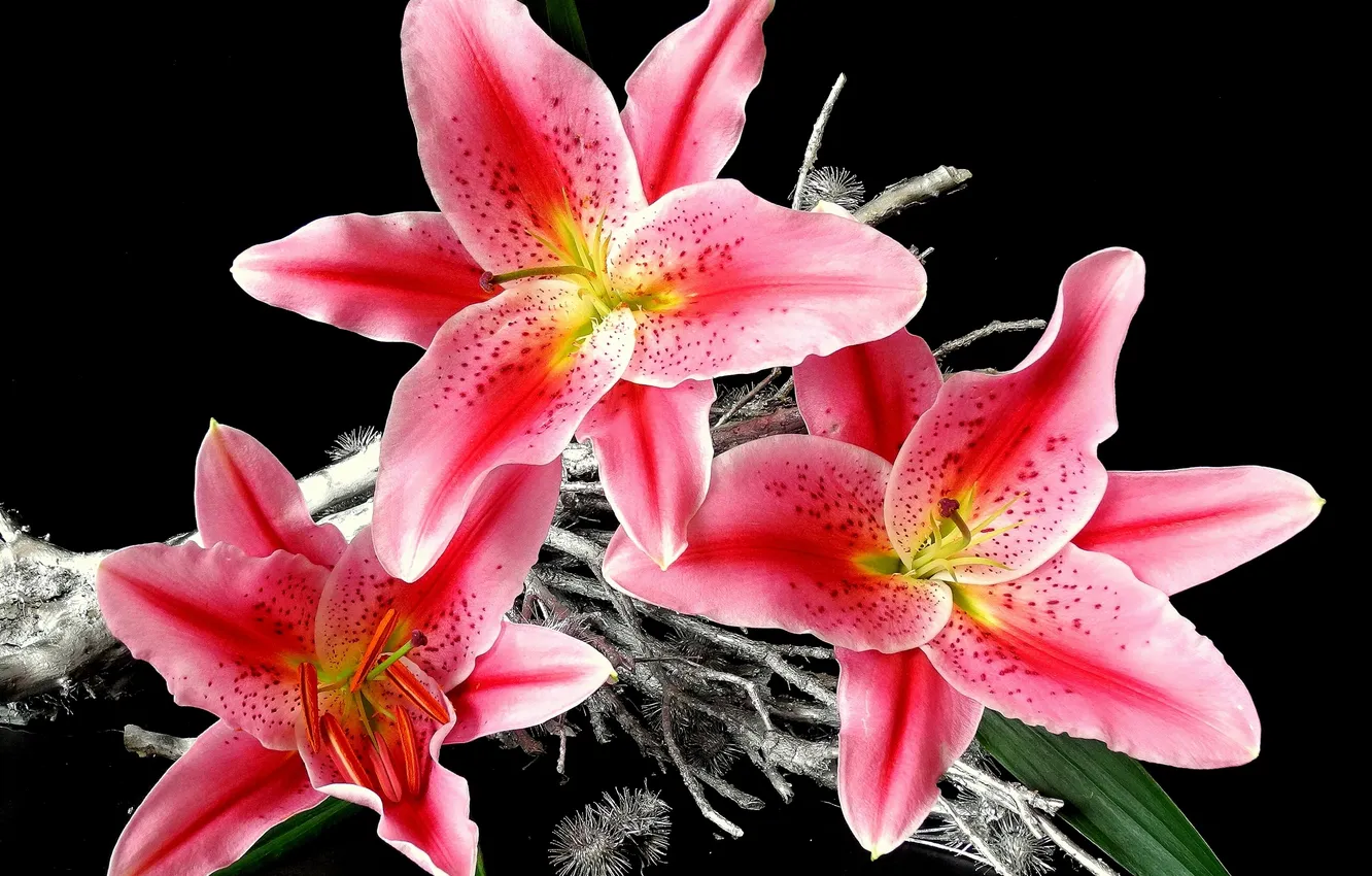 Фото обои лилии, лепестки, чёрный фон