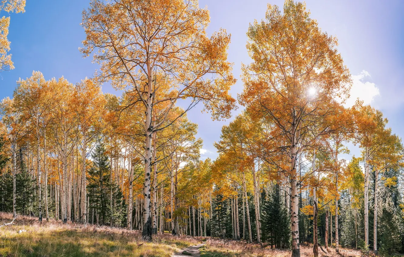Фото обои осень, природа, берёзы