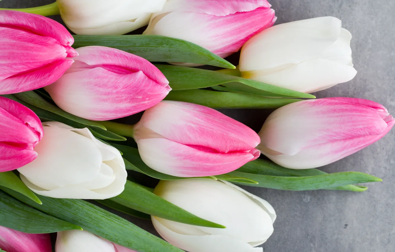 Фото обои цветы, букет, тюльпаны, розовые, white, белые, fresh, pink