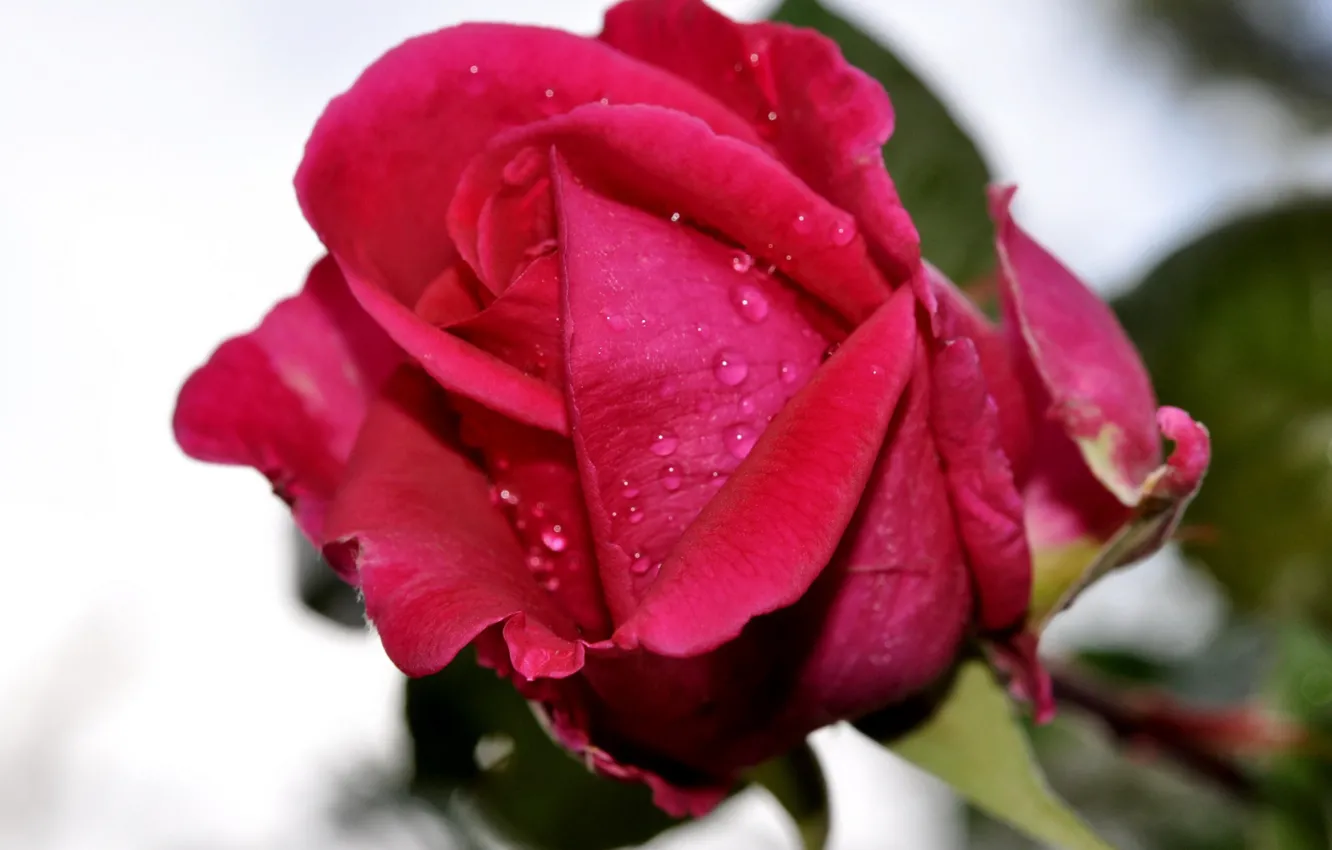 Фото обои цветок, крупный план, красный, роза, бутон, red, rose, flower
