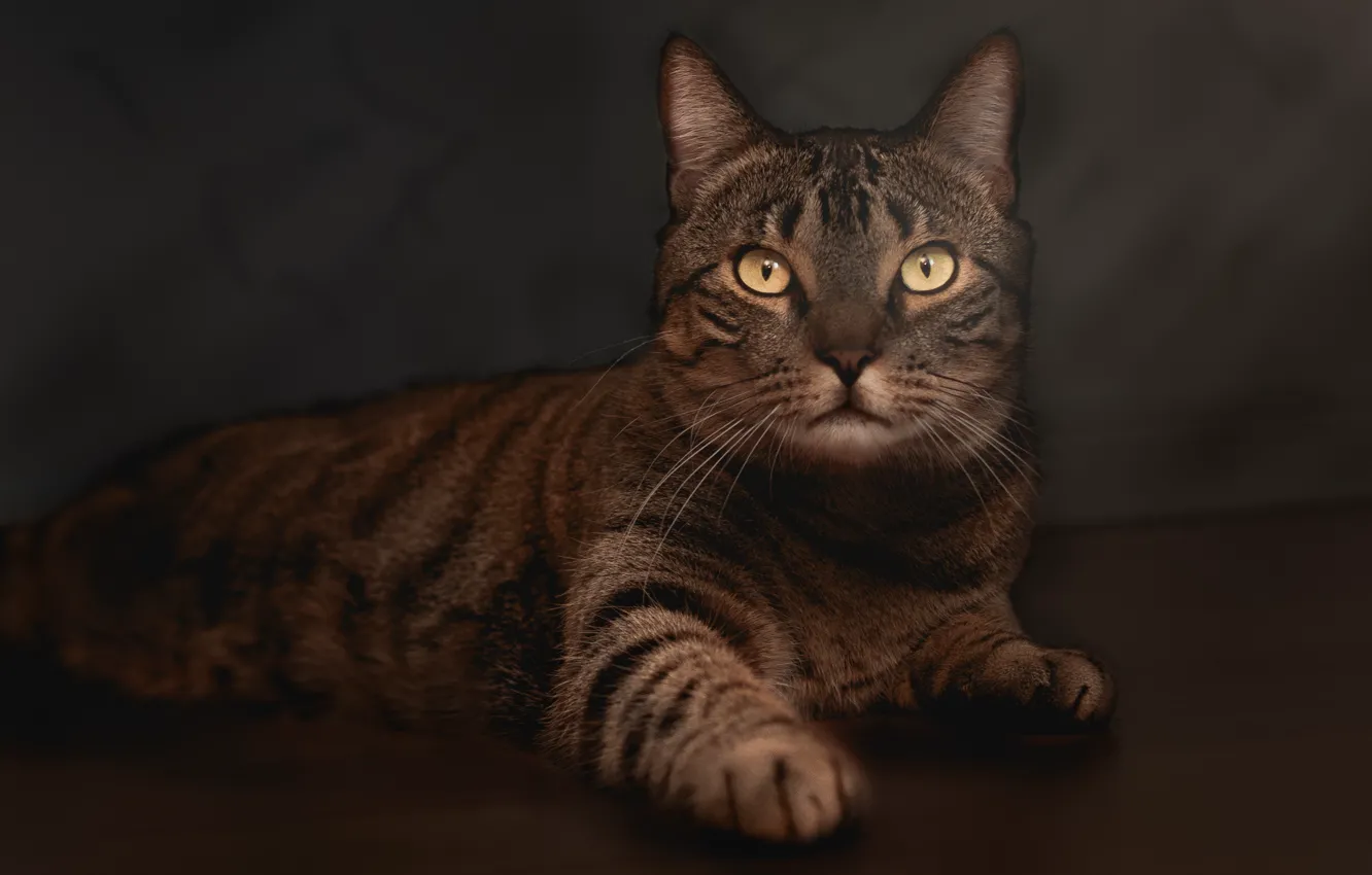 Фото обои кошка, кот, взгляд, морда, поза, темный фон, серый, обработка