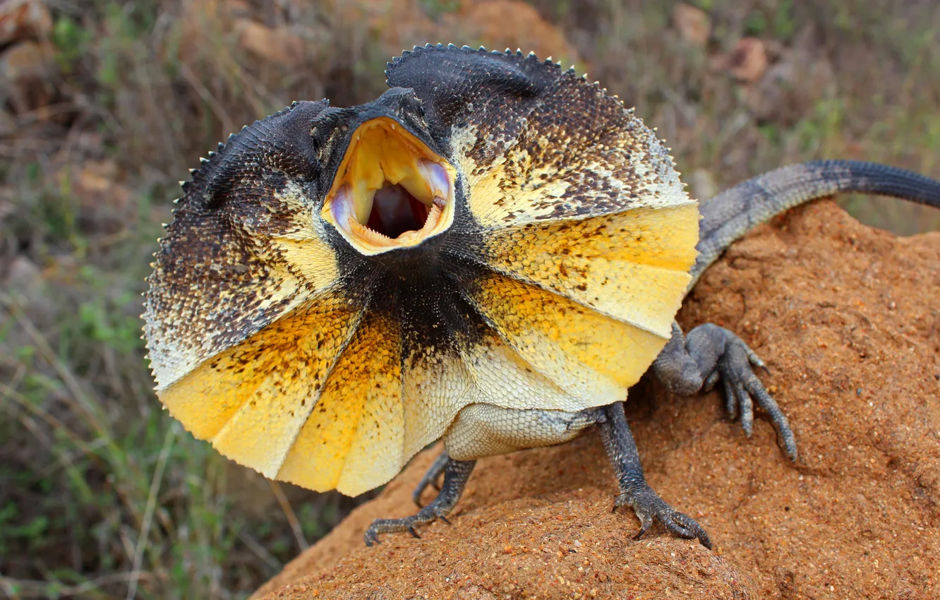 Фото обои lizard, mouth, mound, outback australia, outback, outback queensland