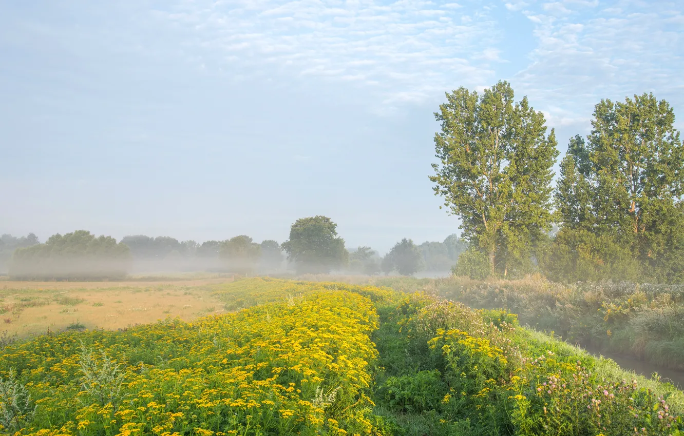 Фото обои поле, лето, небо, облака, деревья, цветы, туман, голубое