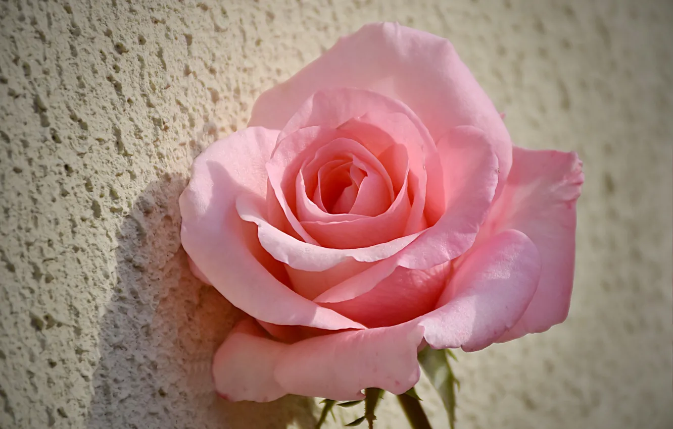 Фото обои Rose, Розовая роза, Pink rose