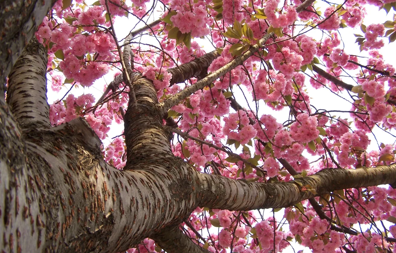 Фото обои япония, весна, сакура, цветение