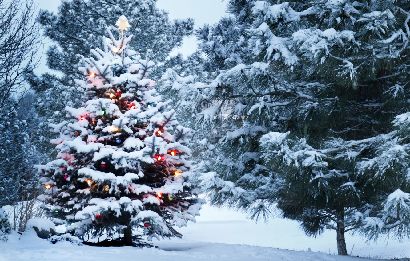 Фото обои снег, украшения, парк, елка, Зима